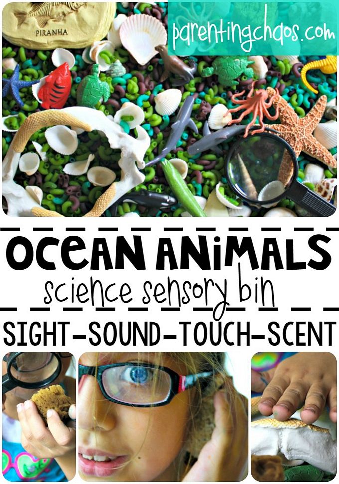 Ocean Animals Science Sensory Bin