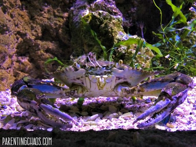 Family Fun Guide to Loveland Living Planet Aquarium in Draper, UT