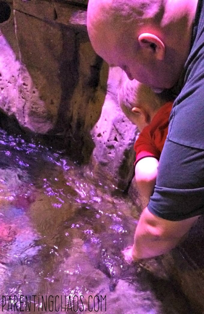Family Fun Guide to Loveland Living Planet Aquarium in Draper, UT