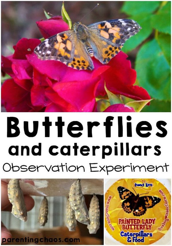 Butterfly Life Cycle Observation Experiment