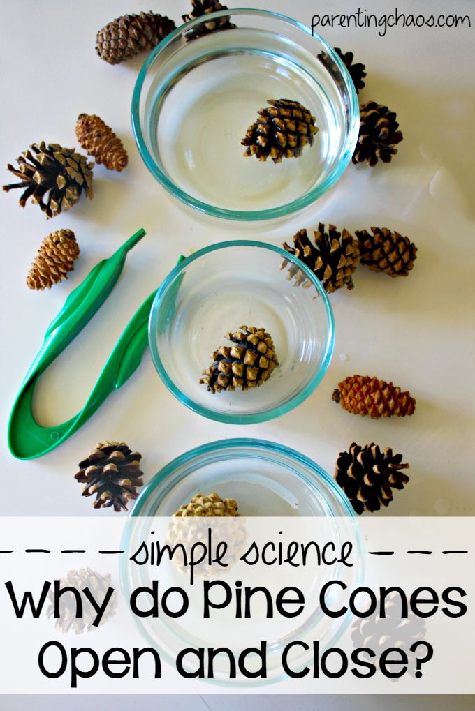 Pine Cone Science Experiment: Why Do Pine Cones Open and Close?