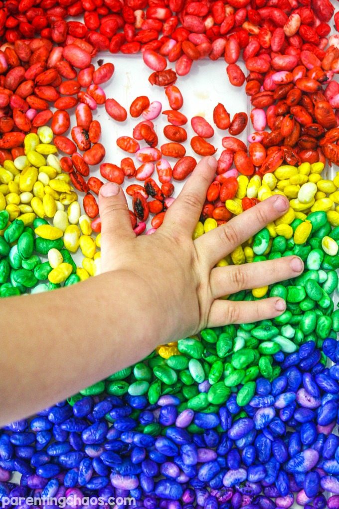 Kids will be amazed by this simple tutorial on how to color Rainbow Navy Beans for Sensory Play. This sensory bin filler is easy, quick, and affordable!