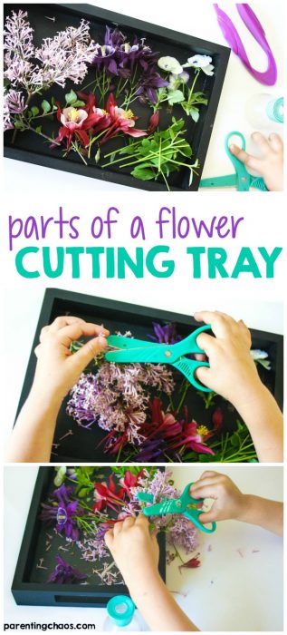 This Parts of a Flower Cutting Tray was a fun scissor activity to work on my kids' basic scissor skills while getting some hands-on exploration of flowers.