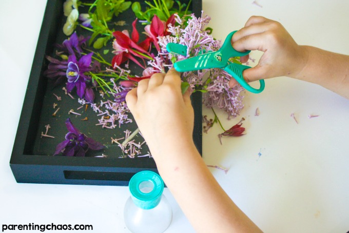 This Parts of a Flower Cutting Tray was a fun scissor activity to work on my kids' basic scissor skills while getting some hands-on exploration of flowers.