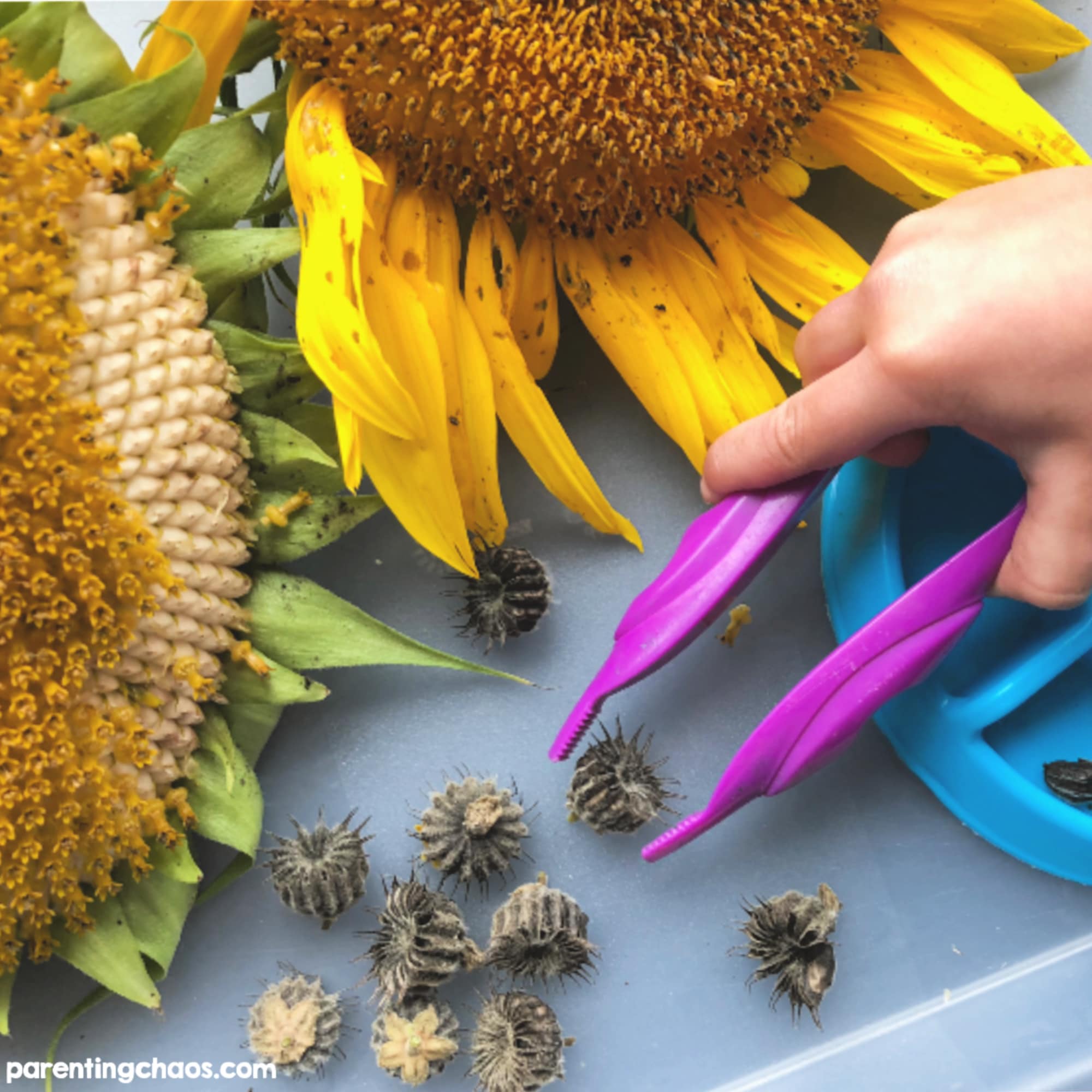 Investigating Sunflowers in Preschool Fine Motor Sensory Bin