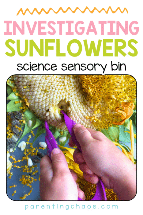 Child using purple tweezers to remove seeds from a sunflower head in a sensory bin. Sunflower petals, leaves, and seeds are scattered around the tray. Text reads: “Investigating Sunflowers – Science Sensory Bin – parentingchaos.com”.