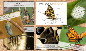 Butterfly Life Cycle Posters for Preschoolers