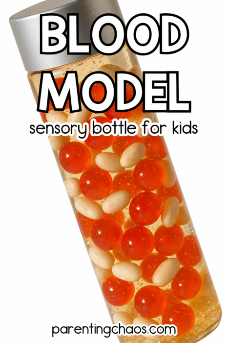 A clear sensory bottle filled with red water beads and white beans representing blood cells. The label reads “Blood Model Sensory Bottle for Kids.”